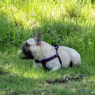 El Bulldog Francés, la raza más popular en EEUU por …