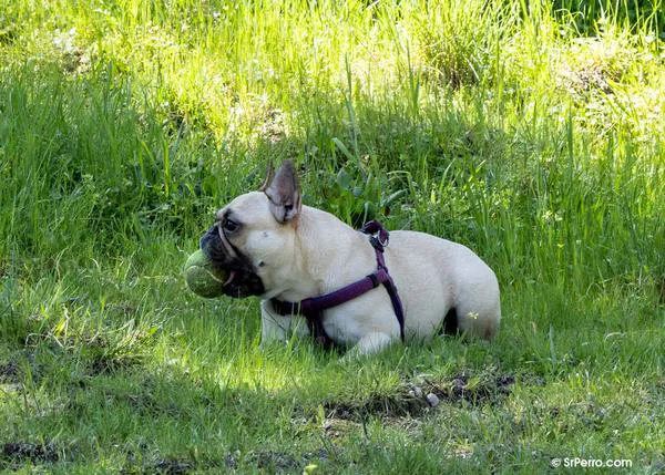 El Bulldog Francés, la raza más popular en EEUU por cuarto año consecutivo (desbancando al Labrador)