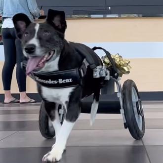 Una silla de ruedas Mercedes Benz para Bunny, una perra …