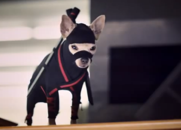 El Chihuahua Ninja y otros friki anuncios de TV con perro 