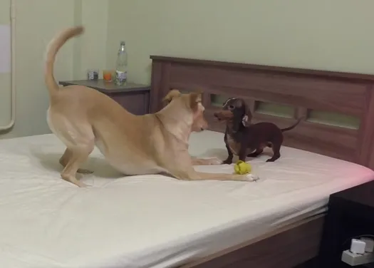 Las (adorables) batallas por la cama de una pareja de amigos perros
