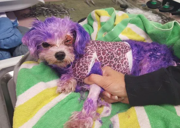 Una perra a punto de morir porque tiñeron su pelo con tinte para humanos
