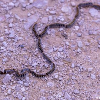 Primeras alertas por procesionaria del pino: mucho ojo en todos …