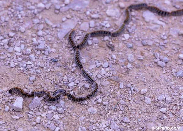 Primeras alertas por procesionaria del pino: mucho ojo en todos los paseos en zonas de pinares, también urbanas