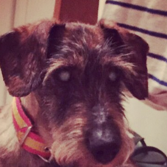 Un perro se reencuentra con su familia ¡10 años después …