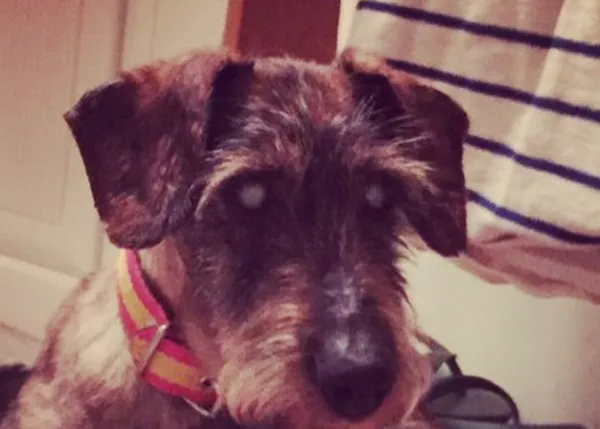 Un perro se reencuentra con su familia ¡10 años después de ser robado!
