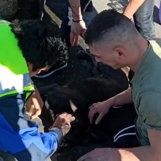 Dos perros mueren por un golpe de calor: estaban en …