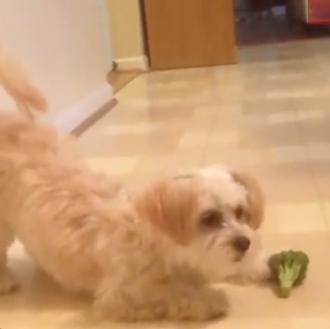 La comida-juguete: los perros y el brócoli