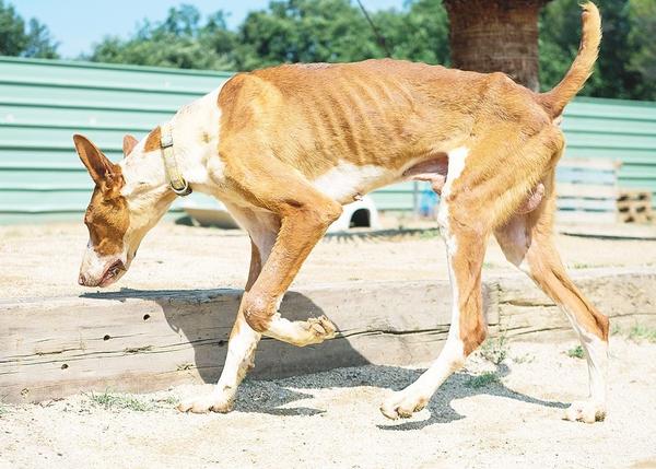 La SPAM de Mataró desbordada tras rescatar a más de 40 perros en estado deplorable, los perros abandonados por un cazador 