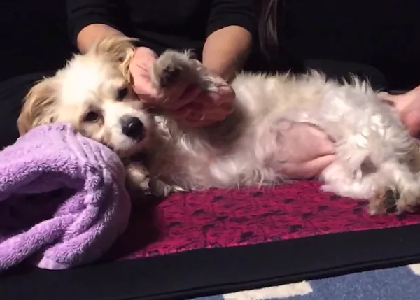 Relax perruno elevado a la máxima potencia: masajes caninos profesionales