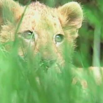 Pones a un león a un perro y a un …