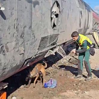 Así están trabajando los agentes caninos de la Guardia Civil …