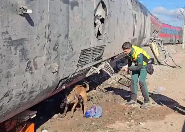 Así están trabajando los agentes caninos de la Guardia Civil en las labores de búsqueda de evidencias y restos en Adamuz