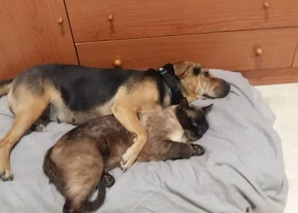Graba y denuncia a la mujer que se ha jactado de envenenar y matar a su perra en Motril