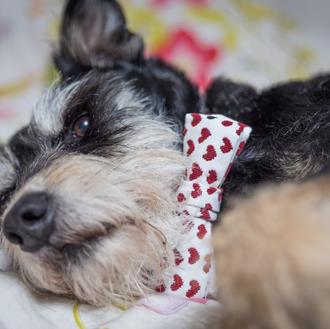 Mister J, una marca con corazón: perros extra guapos en …