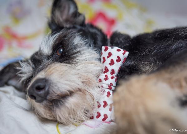 Mister J, una marca con corazón: perros extra guapos en San Canentín ¡y todo el año! 