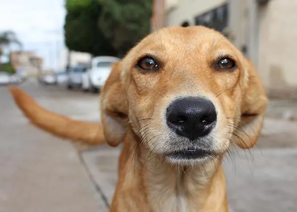 Alertan de un grave retroceso en los derechos de los animales con la nueva normativa de Enjuiciamiento Criminal