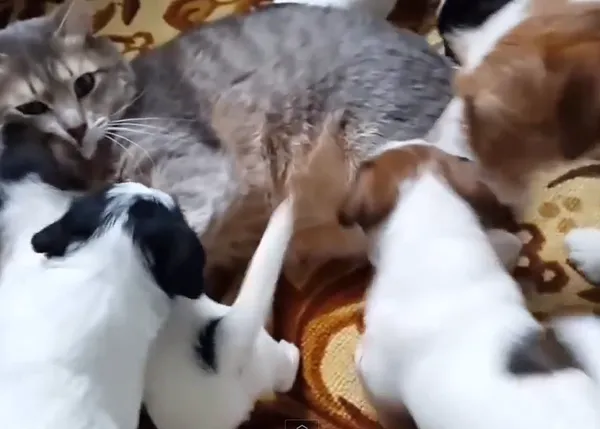 El momento en el que diversos cachorros descubren el mundo de los gatos... en vídeo