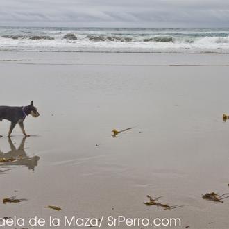 ¿Quieres que Vigo tenga una playa perruna? ¡Firma!