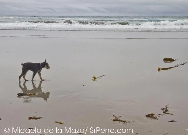 ¿Quieres que Vigo tenga una playa perruna? ¡Firma!