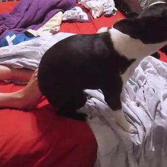 Maneras perrunas de rascarse: un Boston Terrier (muy bailón) en …