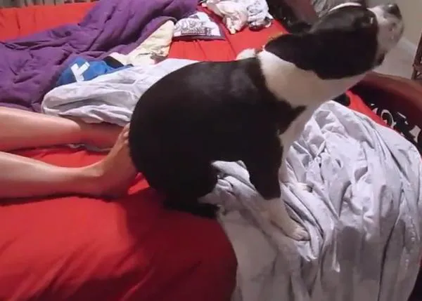 Maneras perrunas de rascarse: un Boston Terrier (muy bailón) en acción