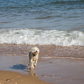 Playas para ir con perros en 2022: el verano canino …