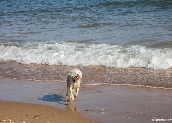 Comorama humor docena Playas para ir con perros en 2022: el verano canino y feliz empieza en  SrPerro :-)