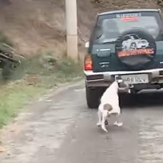 Arrastrar a un perro atado a un coche es infracción …