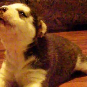 ¿Cómo aúlla un Husky? con mucha práctica