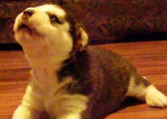 ¿Cómo aúlla un Husky? con mucha práctica