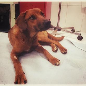 King, otro perro salvajemente maltratado en España: gracias a SARA …