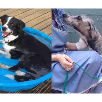 La radical y fabulosa transformación de un perro abandonado y …