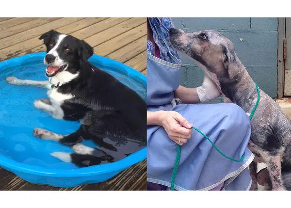 La radical y fabulosa transformación de un perro abandonado y ahora ya adoptado
