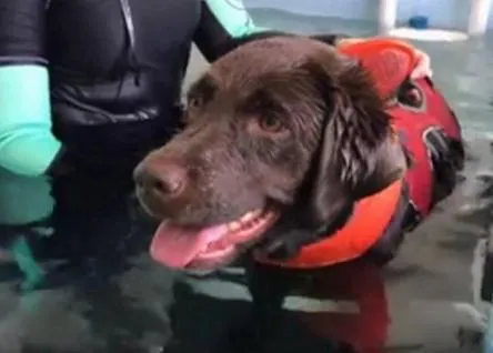 Una perra paralizada vuelve a andar gracias a la hidroterapia
