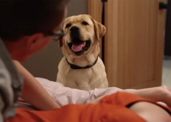 ¿Nos está mirando tu perro? Una clásica escena de pareja con voyeur canino