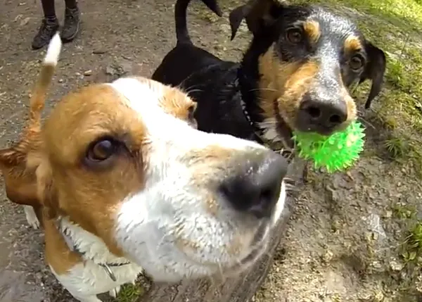 Felicidades perrunas (y humanas) en versión GoPro: vídeos de canes a la carrera
