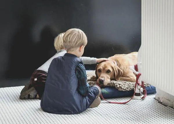 Convivir con un cachorro es más difícil de lo que muchas familias esperan -según un estudio del Royal Veterinary College