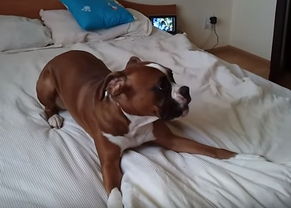 Buenos Boxer Dias Videos Que Te Despiertan Con Una Gran Sonrisa Srperro La Guia Para Animales Urbanos