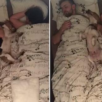 Time lapse de una noche durmiendo con un imparable cachorro …