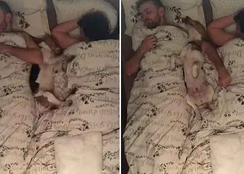 Time lapse de una noche durmiendo con un imparable cachorro de Beagle