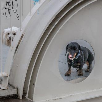 Las familias con perro con frecuencia subestiman la urgencia con …