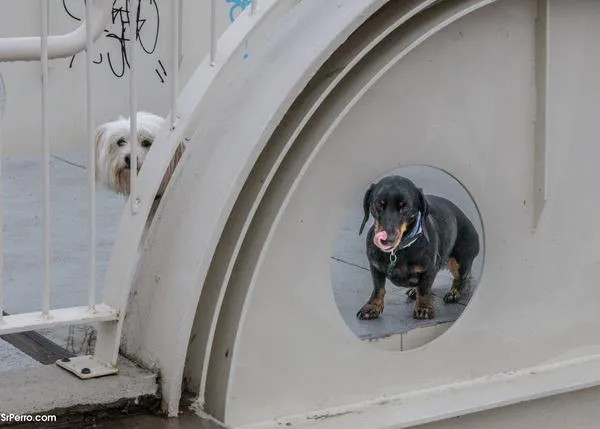 Las familias con perro con frecuencia subestiman la urgencia con la que deben buscar atención veterinaria