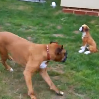 ¿Juegas, juegasjuegas, juegassss?: una bóxer y su amigo... imaginario