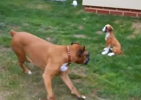 ¿Juegas, juegasjuegas, juegassss?: una bóxer y su amigo... imaginario