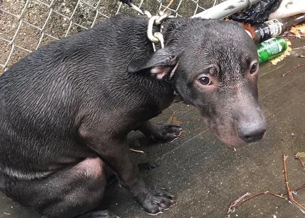 Un jovenzuelo Pit Bull abandonado, muerto de frío y miedo, adoptado por el mismo policía que lo rescató