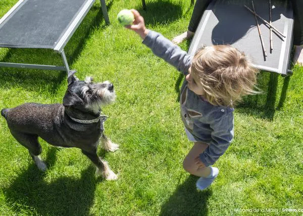 Momentos de felicidad compartida y enseñanzas de vida: niños que crecen con perros