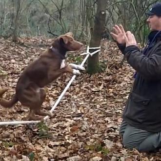 Ozzy, el fabuloso perro equilibrista