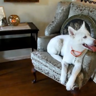 Home Sweet Home: El viaje de Miley, de un basurero …