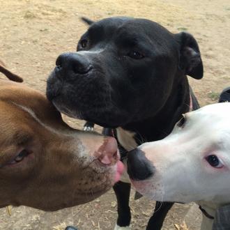 Un estudio relaciona la agresividad canina y la microbioma intestinal …